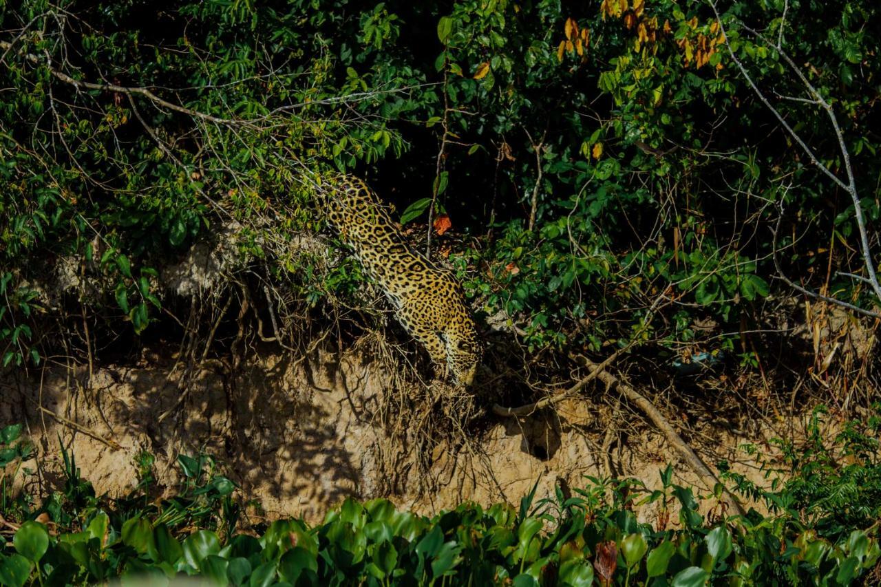 Santa Rosa Pantanal Hotel Porto Jofre Esterno foto